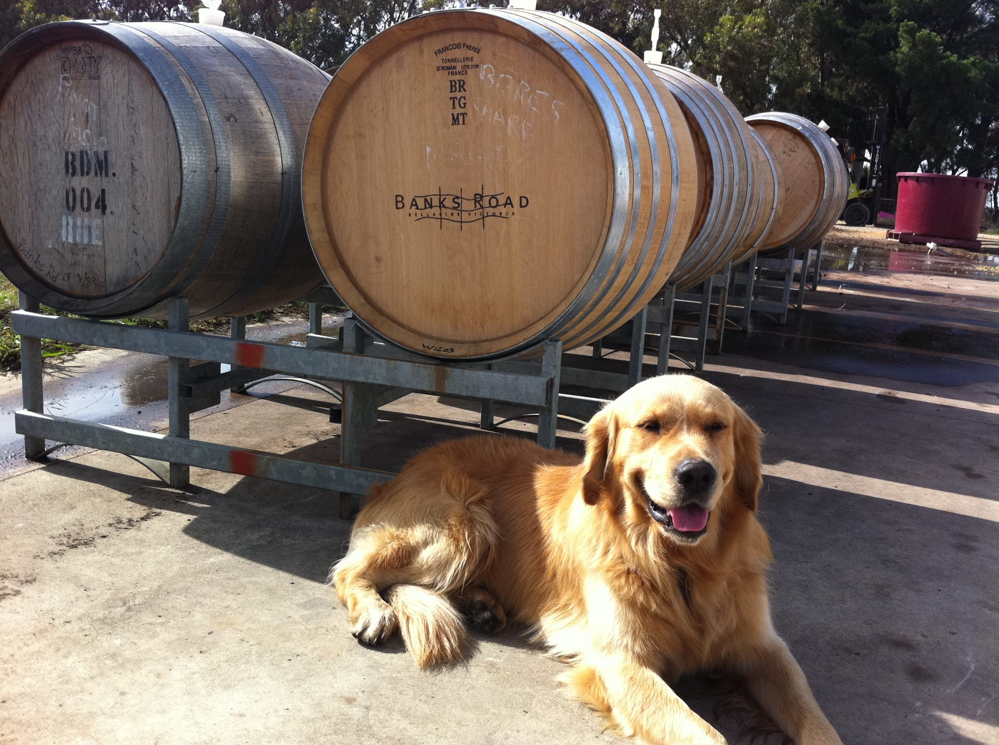 Family winery on the Bellarine Peninsula and Davey the winery dog
